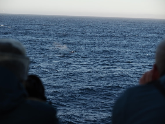PLA10-26, Day 12, P8141715.JPG © Unknown Photographer - Oceanwide Expeditions.JPG