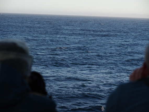 PLA10-26, Day 12, P8141717.JPG © Unknown Photographer - Oceanwide Expeditions.JPG