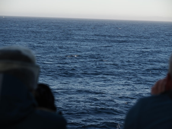 PLA10-26, Day 12, P8141718.JPG © Unknown Photographer - Oceanwide Expeditions.JPG