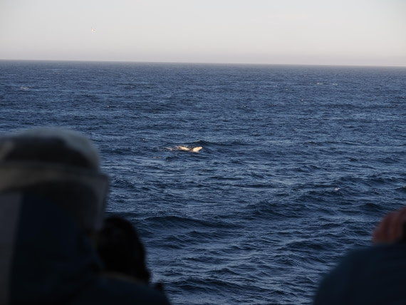 PLA10-26, Day 12, P8141725.JPG © Unknown Photographer - Oceanwide Expeditions.JPG
