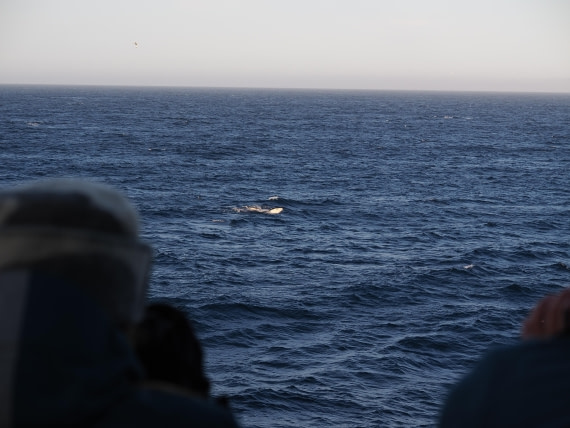 PLA10-26, Day 12, P8141726.JPG © Unknown Photographer - Oceanwide Expeditions.JPG