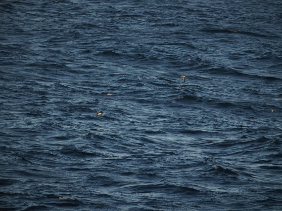 PLA10-26, Day 12, P8141729.JPG © Unknown Photographer - Oceanwide Expeditions.JPG