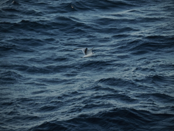 PLA10-26, Day 12, P8141732.JPG © Unknown Photographer - Oceanwide Expeditions.JPG