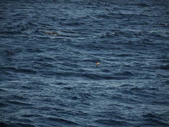 PLA10-26, Day 12, P8141739.JPG © Unknown Photographer - Oceanwide Expeditions.JPG