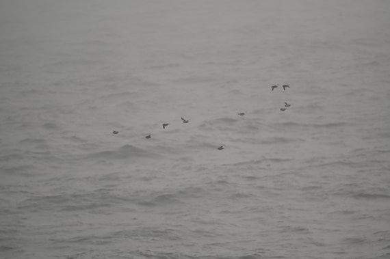 HDS10-26, Day 3, DSC_2210.JPG © Karoline Baelum - Oceanwide Expeditions.JPG