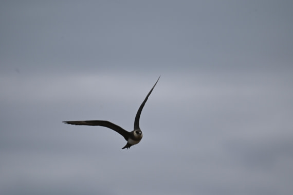 HDS10-26, Day 5, DSC_2561.JPG © Renno Hokwerda - Oceanwide Expeditions.JPG