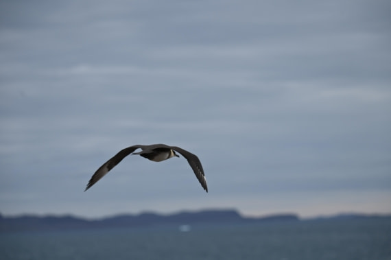 HDS10-26, Day 5, DSC_2566.JPG © Renno Hokwerda - Oceanwide Expeditions.JPG