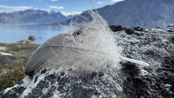 HDS10-26, Day 7, landscapeduckfeather-Meike.JPG © Meike Sjoer - Oceanwide Expeditions.JPG