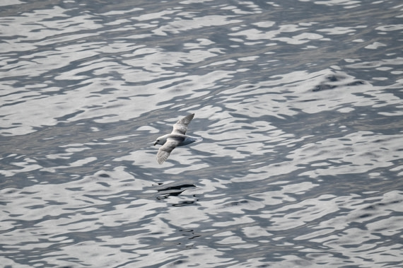 HDS10-26, Day 8, DSC_3384.JPG © Renno Hokwerda - Oceanwide Expeditions.JPG