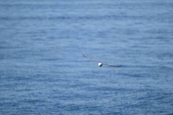 HDS10-26, Day 8, DSC_3482.JPG © Renno Hokwerda - Oceanwide Expeditions.JPG