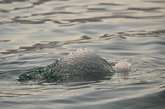 HDS10-26, Day 11, DSC_4462.JPG © Renno Hokwerda - Oceanwide Expeditions.JPG