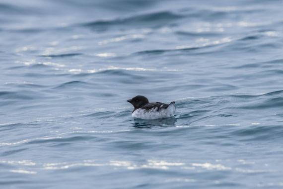 HDS10-26, Day 12, 5D5A6634.jpg © Koen Jongerling - Oceanwide Expeditions.jpg