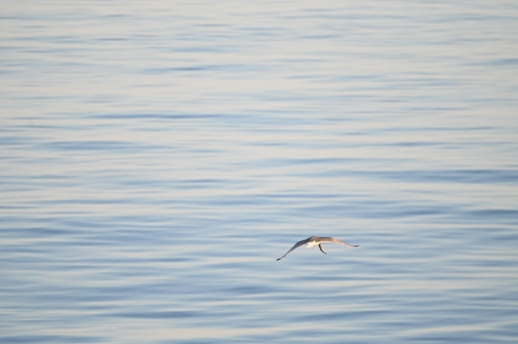 HDS10-26, Day 12, DSC_5494.JPG © Renno Hokwerda - Oceanwide Expeditions.JPG