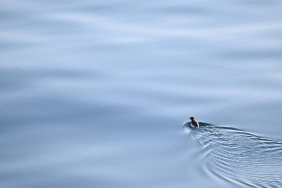 HDS10-26, Day 12, DSC_5516.JPG © Renno Hokwerda - Oceanwide Expeditions.JPG