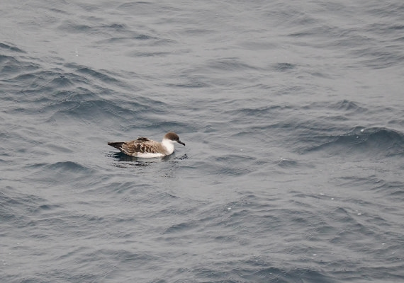PLA11-26, Day 2, 2026-08-17 Great Shearwater.JPG © Unknown Photographer - Oceanwide Expeditions.JPG