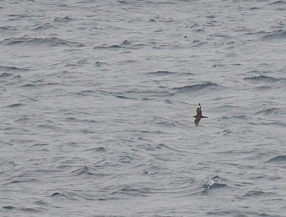 PLA11-26, Day 2, 2026-08-17 Pomarine Skua.JPG © Unknown Photographer - Oceanwide Expeditions.JPG