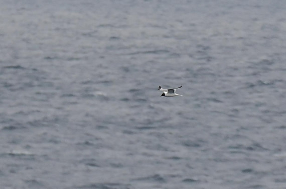 PLA11-26, Day 2, 2026-08-17 Sabine's Gull.JPG © Unknown Photographer - Oceanwide Expeditions.JPG