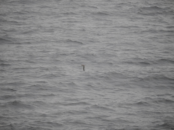 PLA11-26, Day 2, P8171797.JPG © Unknown Photographer - Oceanwide Expeditions.JPG