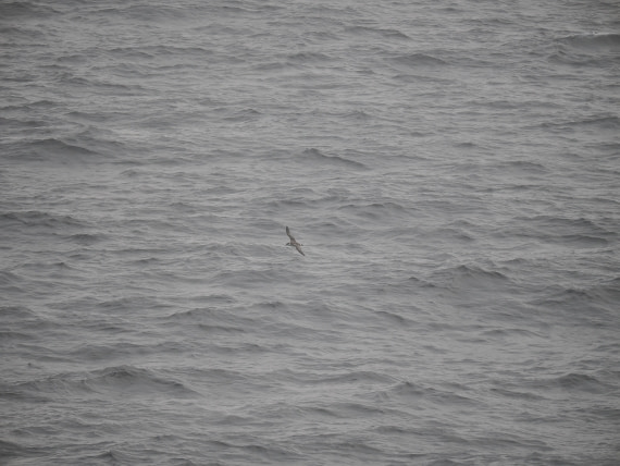 PLA11-26, Day 2, P8171798.JPG © Unknown Photographer - Oceanwide Expeditions.JPG