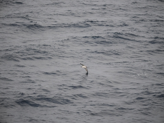 PLA11-26, Day 2, P8171800.JPG © Unknown Photographer - Oceanwide Expeditions.JPG