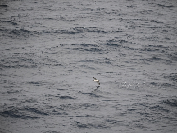 PLA11-26, Day 2, P8171801.JPG © Unknown Photographer - Oceanwide Expeditions.JPG