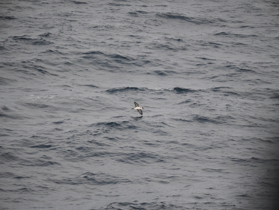 PLA11-26, Day 2, P8171802.JPG © Unknown Photographer - Oceanwide Expeditions.JPG