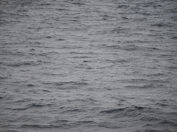 PLA11-26, Day 2, P8171805.JPG © Unknown Photographer - Oceanwide Expeditions.JPG