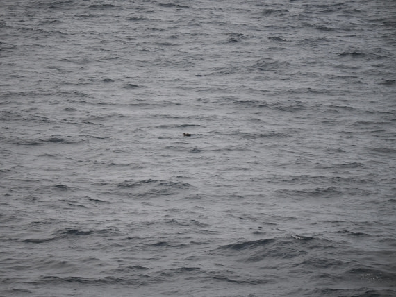 PLA11-26, Day 2, P8171806.JPG © Unknown Photographer - Oceanwide Expeditions.JPG