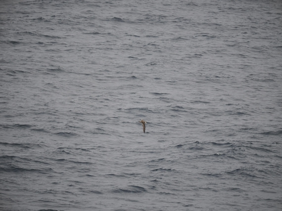 PLA11-26, Day 2, P8171807.JPG © Unknown Photographer - Oceanwide Expeditions.JPG