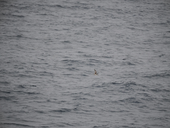 PLA11-26, Day 2, P8171808.JPG © Unknown Photographer - Oceanwide Expeditions.JPG