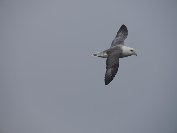 PLA11-26, Day 2, P8171810.JPG © Unknown Photographer - Oceanwide Expeditions.JPG