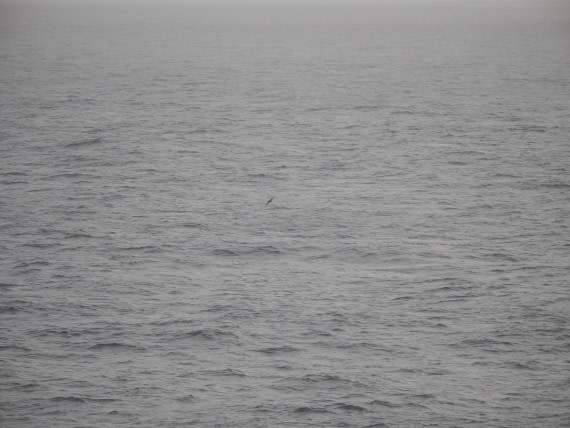 PLA11-26, Day 2, P8171818.JPG © Unknown Photographer - Oceanwide Expeditions.JPG
