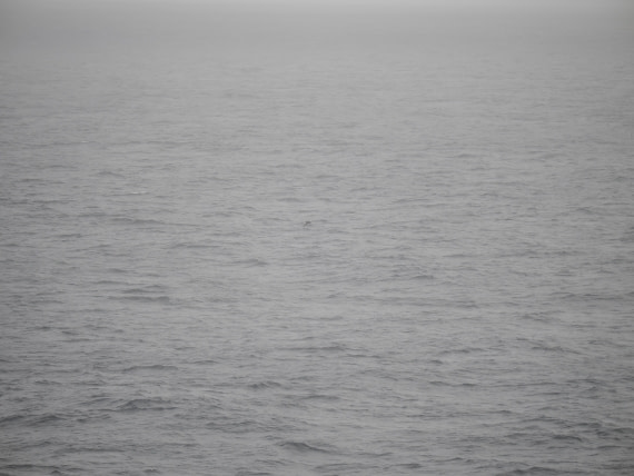 PLA11-26, Day 2, P8171821.JPG © Unknown Photographer - Oceanwide Expeditions.JPG