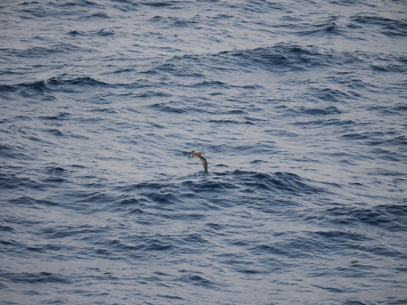 PLA11-26, Day 2, P8171824.JPG © Unknown Photographer - Oceanwide Expeditions.JPG