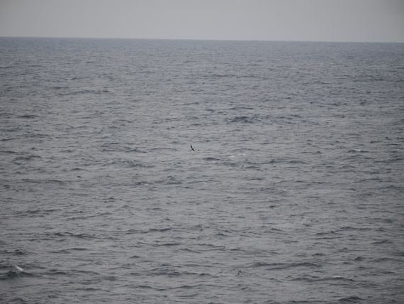 PLA11-26, Day 2, P8171834.JPG © Unknown Photographer - Oceanwide Expeditions.JPG