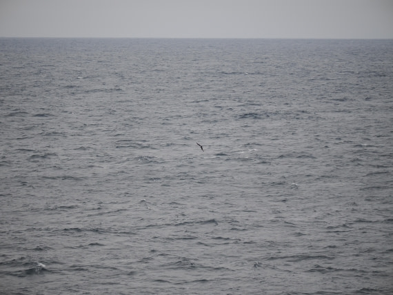 PLA11-26, Day 2, P8171835.JPG © Unknown Photographer - Oceanwide Expeditions.JPG
