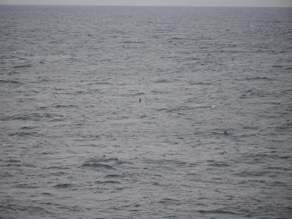 PLA11-26, Day 2, P8171836.JPG © Unknown Photographer - Oceanwide Expeditions.JPG