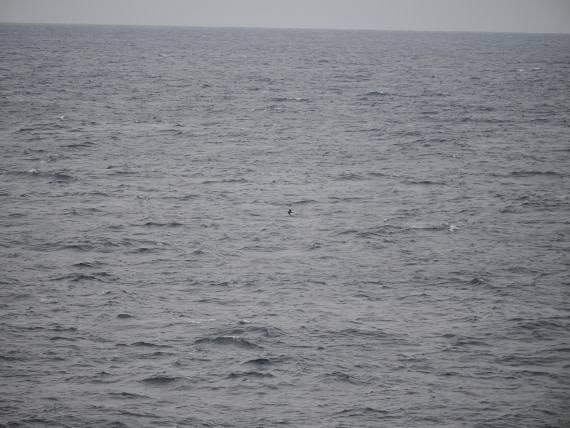 PLA11-26, Day 2, P8171837.JPG © Unknown Photographer - Oceanwide Expeditions.JPG