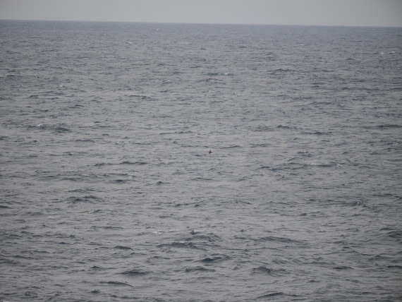 PLA11-26, Day 2, P8171838.JPG © Unknown Photographer - Oceanwide Expeditions.JPG