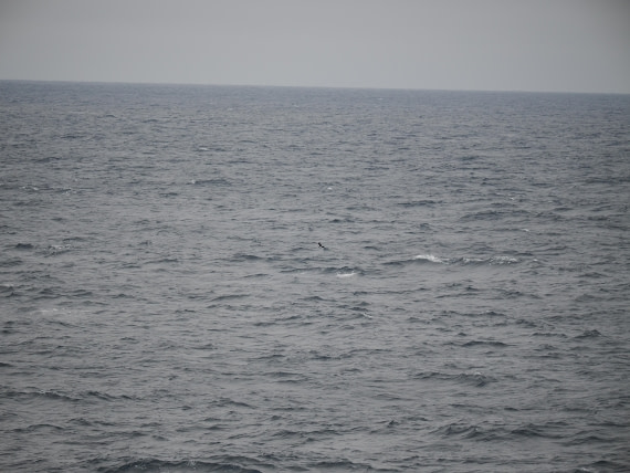 PLA11-26, Day 2, P8171839.JPG © Unknown Photographer - Oceanwide Expeditions.JPG
