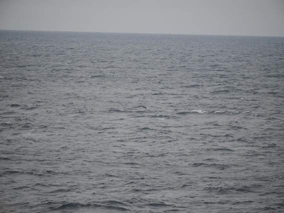 PLA11-26, Day 2, P8171840.JPG © Unknown Photographer - Oceanwide Expeditions.JPG