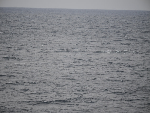PLA11-26, Day 2, P8171841.JPG © Unknown Photographer - Oceanwide Expeditions.JPG