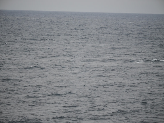 PLA11-26, Day 2, P8171842.JPG © Unknown Photographer - Oceanwide Expeditions.JPG