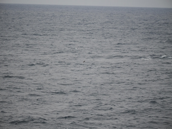 PLA11-26, Day 2, P8171843.JPG © Unknown Photographer - Oceanwide Expeditions.JPG