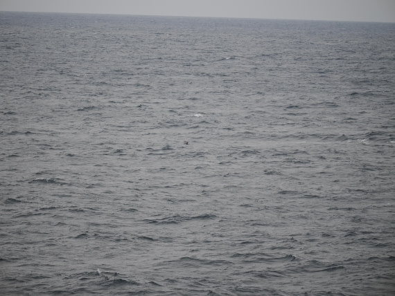 PLA11-26, Day 2, P8171844.JPG © Unknown Photographer - Oceanwide Expeditions.JPG