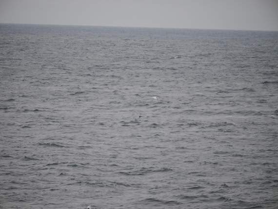 PLA11-26, Day 2, P8171845.JPG © Unknown Photographer - Oceanwide Expeditions.JPG