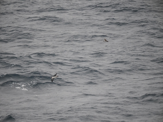 PLA11-26, Day 2, P8171846.JPG © Unknown Photographer - Oceanwide Expeditions.JPG