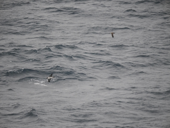 PLA11-26, Day 2, P8171847.JPG © Unknown Photographer - Oceanwide Expeditions.JPG