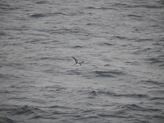 PLA11-26, Day 2, P8171848.JPG © Unknown Photographer - Oceanwide Expeditions.JPG