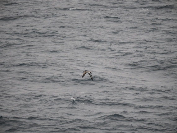 PLA11-26, Day 2, P8171849.JPG © Unknown Photographer - Oceanwide Expeditions.JPG
